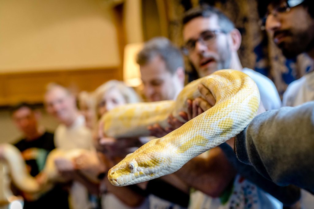Close up of a white snake